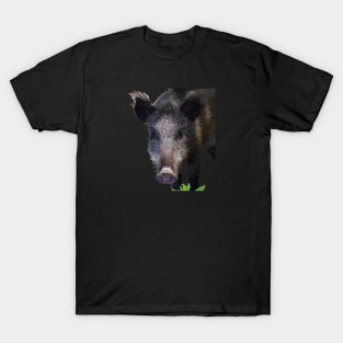 Boar Making Eye Contact Vector Art T-Shirt